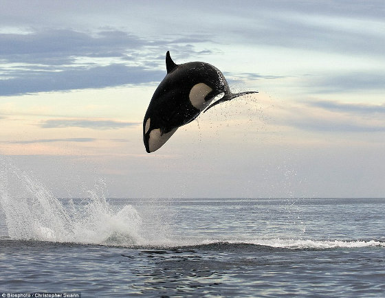 海面から5mもジャンプし、イルカを捕食するシャチの獰猛にして勇壮すぎる写真 | BUZZAP！（バザップ！）