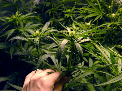 マサチューセッツ州でもレクリエーション目的の大麻が合法化