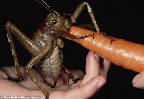 世界一巨大なにんじん好きの昆虫がニュージーランドで発見される Buzzap