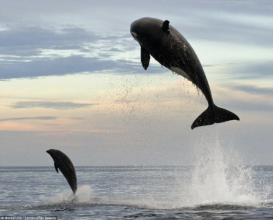 海面から5mもジャンプし イルカを捕食するシャチの獰猛にして勇壮すぎる写真 Buzzap バザップ