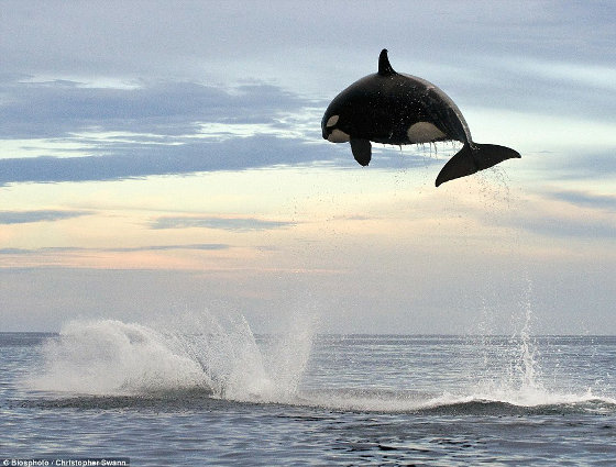 海面から5mもジャンプし イルカを捕食するシャチの獰猛にして勇壮すぎる写真 Buzzap