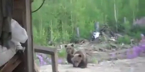 熊に襲われた男たちが死の直前に撮影した動画に映っていたものとは？ BUZZAP！（バザップ！）