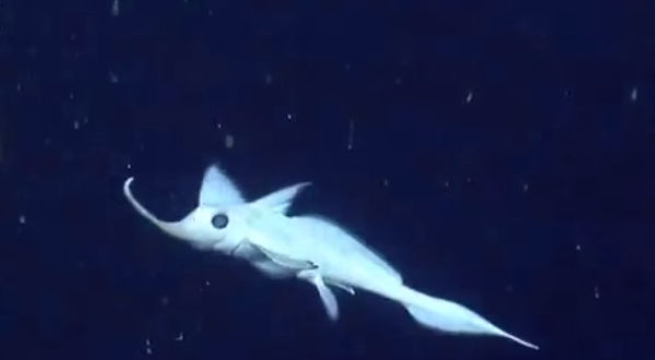 現実とは思えないほど奇妙で美しい、純白の宇宙生物のような深海魚