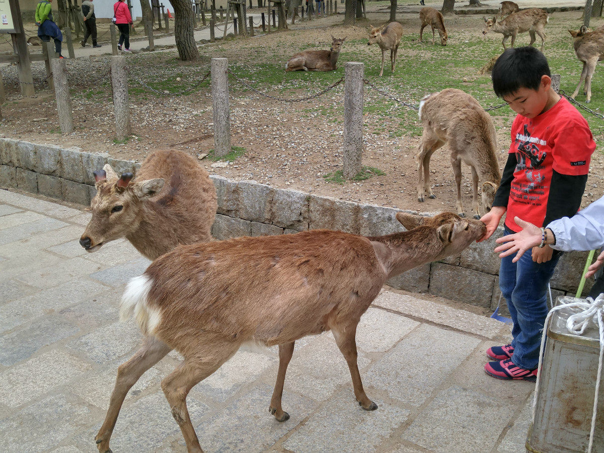 世界で唯一 野生のシカと触れ合い放題の奈良公園で鹿と戯れてきた 後編 Buzzap バザップ