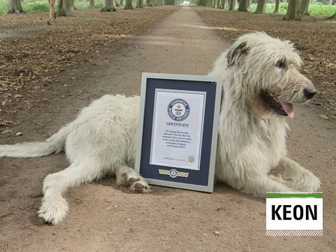 世界一しっぽの長い犬 ギネス認定される Buzzap
