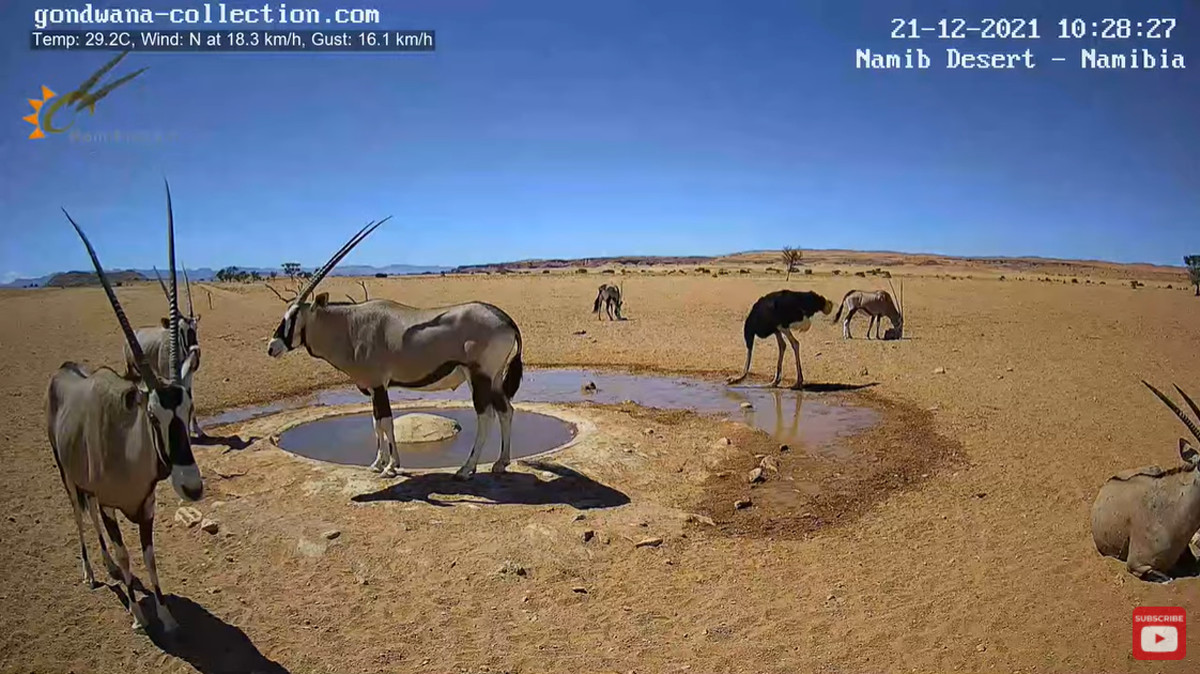 ナミブ砂漠のライブカメラが最高に和むと話題に 水を飲みに来る野生動物たちがリアルタイムで見放題 Buzzap